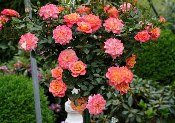 Rosa Mandarin, augststumbrs 60cm