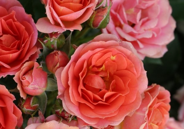 Rosa Mandarin