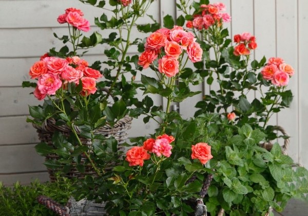 Rosa Mandarin, 2l podā
