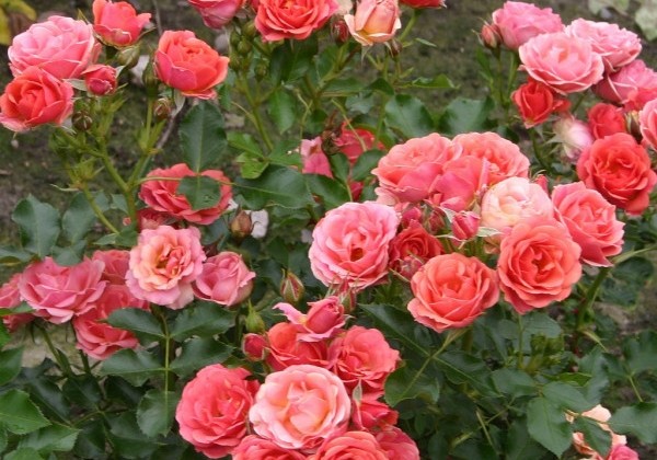 Rosa Mandarin, 2l podā