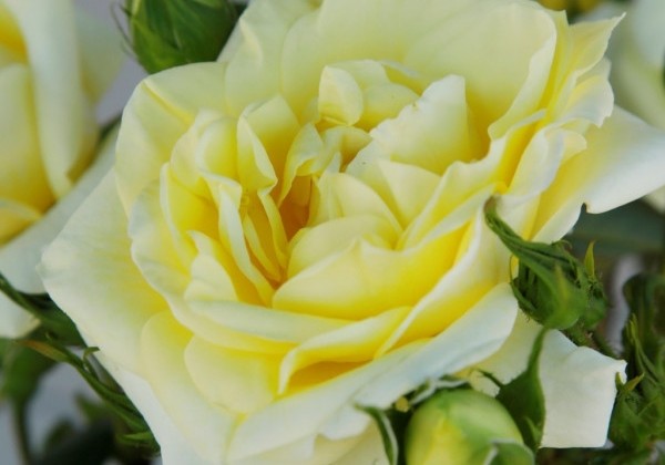 Rosa Limona, augststumbrs 80cm