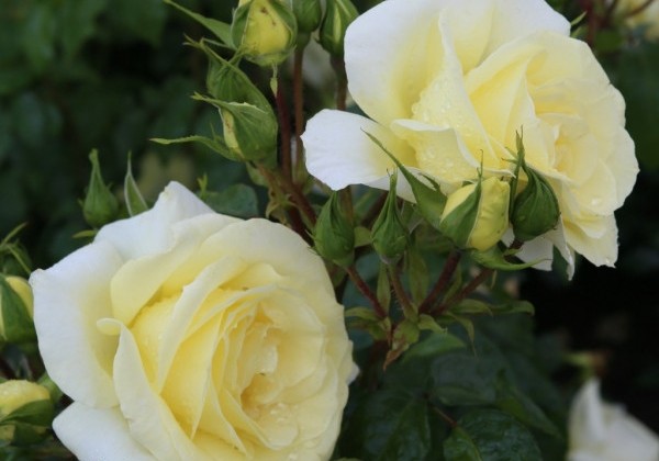 Rosa Limona, augststumbrs 80cm