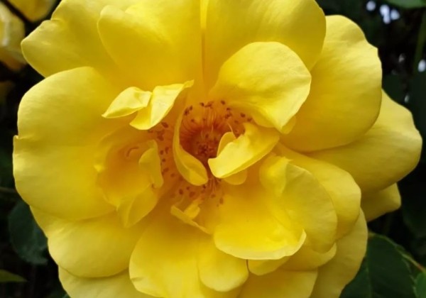 Rosa Golden Gate, 2l podā