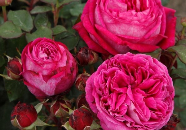 Rosa Freifrau Caroline, augststumbrs 80cm