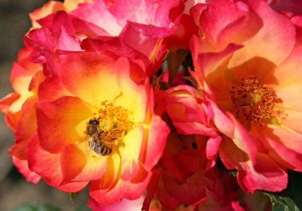 Rosa Summer of Love