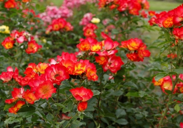 Rosa Summer of Love, 2l podā