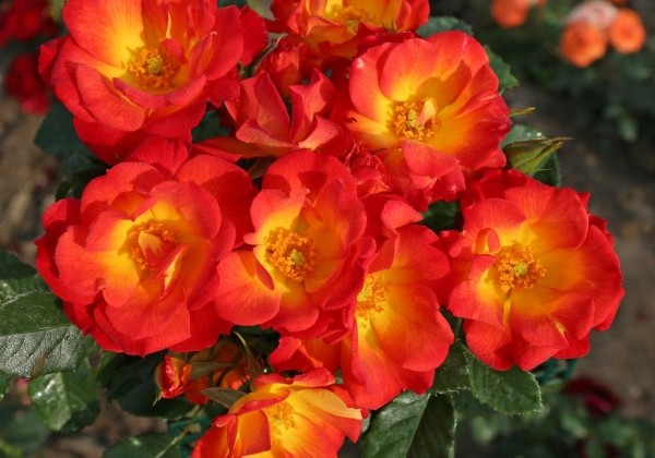Rosa Summer of Love, 2l podā