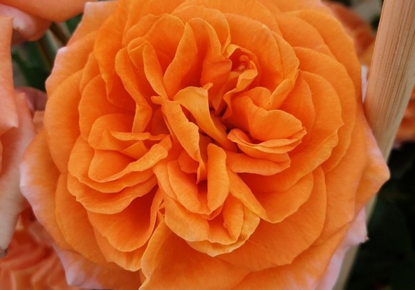 Rosa Mango, augststumbrs 80cm