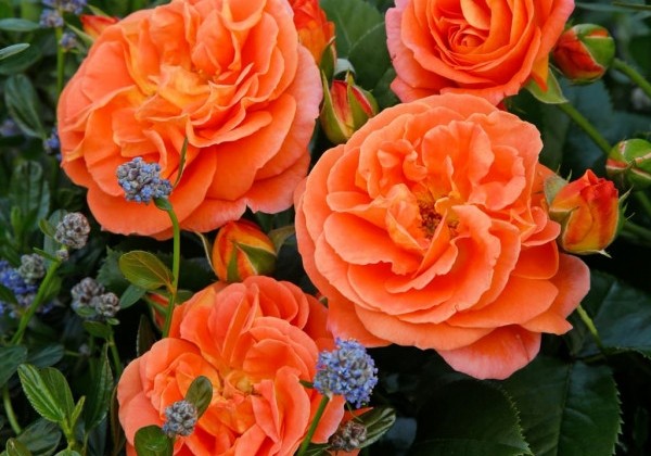 Rosa Mango, augststumbrs 80cm