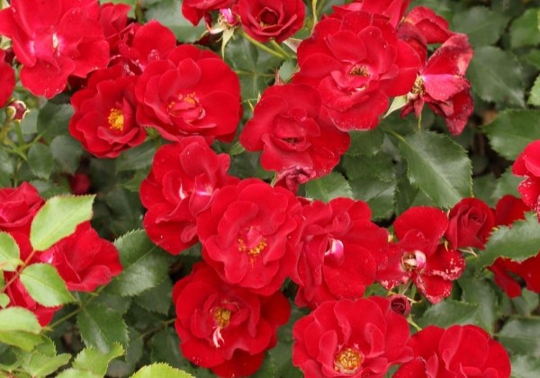 Rosa Marondo, augststumbrs 80cm