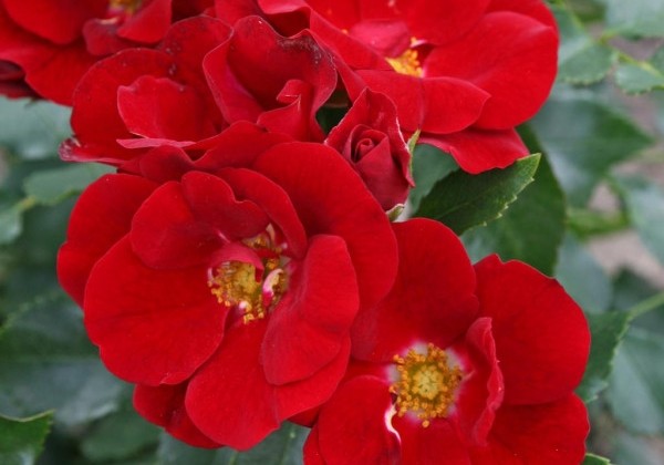 Rosa Marondo, 2l podā