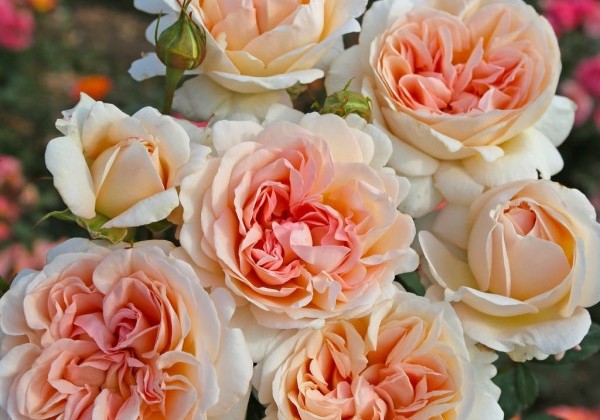 Rosa Großherzogin Luise, 2l podā