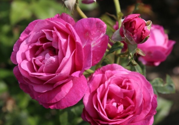 Rosa Carmen Würth, augststumbrs 80cm