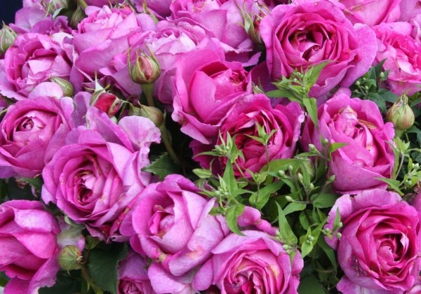 Rosa Carmen Würth, augststumbrs 80cm