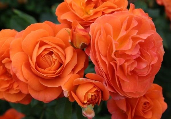Rosa Phoenix