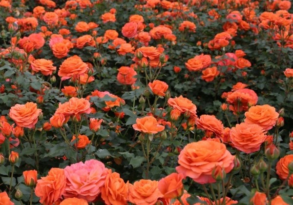 Rosa Phoenix, 2l podā