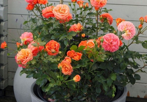 Rosa Phoenix, 2l podā