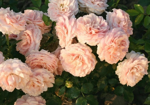 Rosa Cremosa, 2l podā