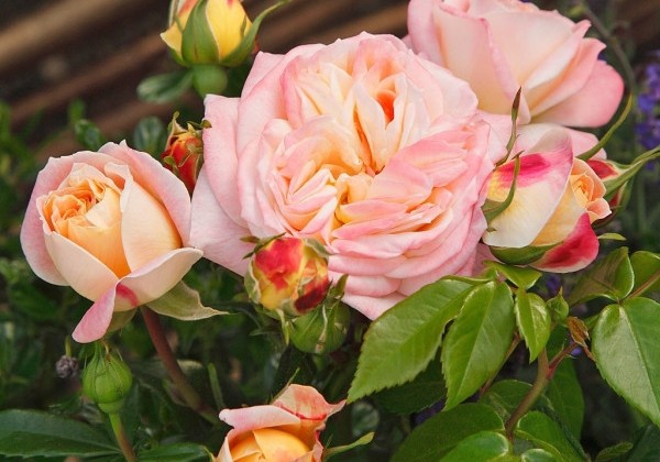 Rosa Concorde, augststumbrs 80cm