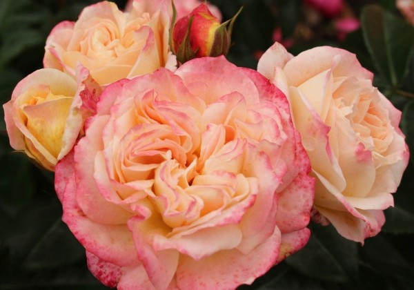 Rosa Concorde, augststumbrs 80cm