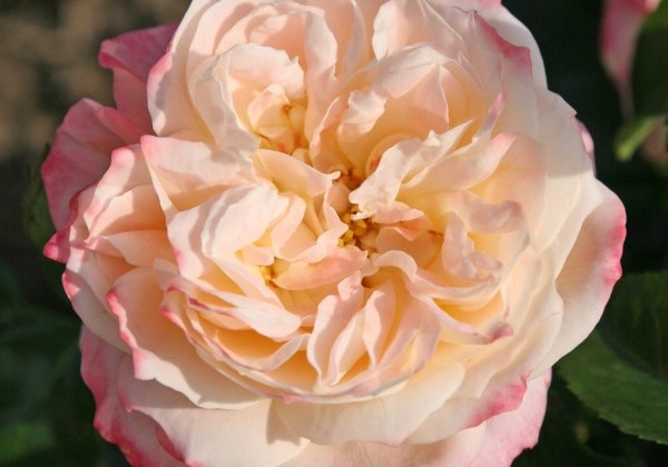 Rosa Concorde, augststumbrs 80cm