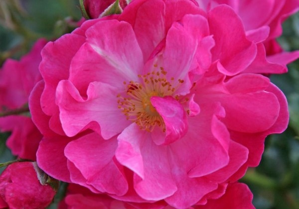 Rosa Hotline, 2l podā