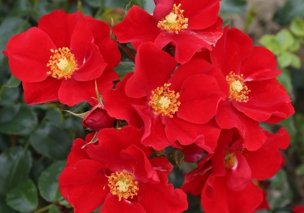 Rosa Alexander von Humboldt, augststumbrs 80cm