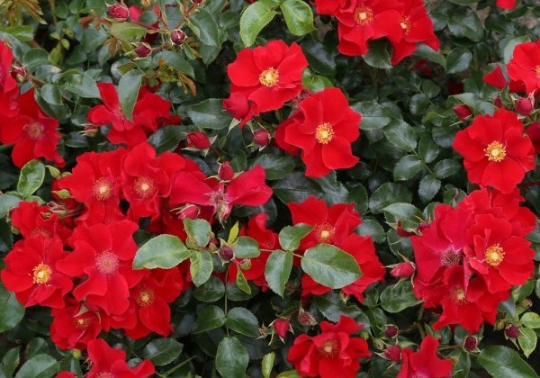 Rosa Alexander von Humboldt, augststumbrs 80cm