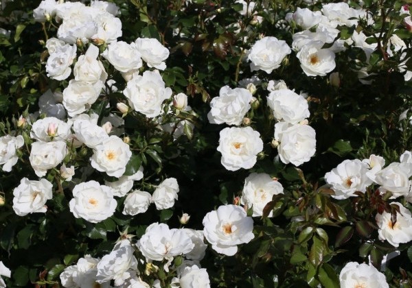 Rosa Weisse Wolke