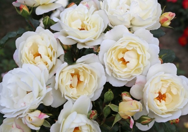 Rosa Weisse Wolke