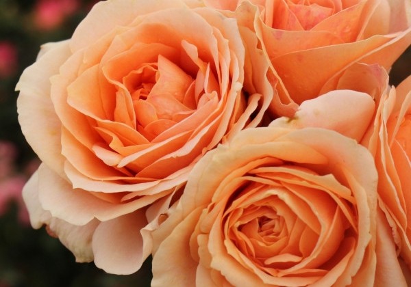 Rosa Impala, augststumbrs 80cm