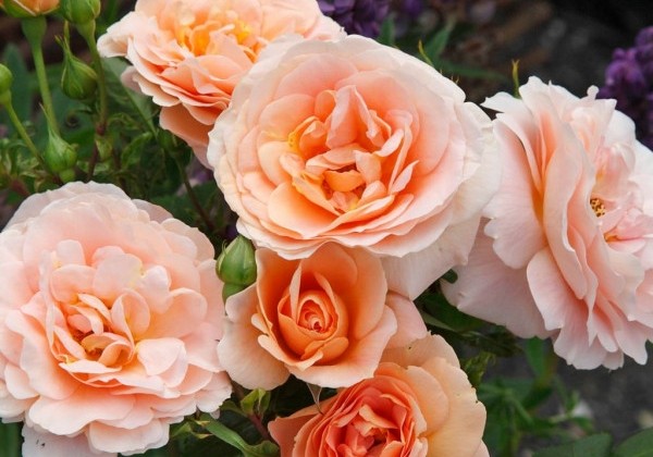 Rosa Impala, augststumbrs 80cm