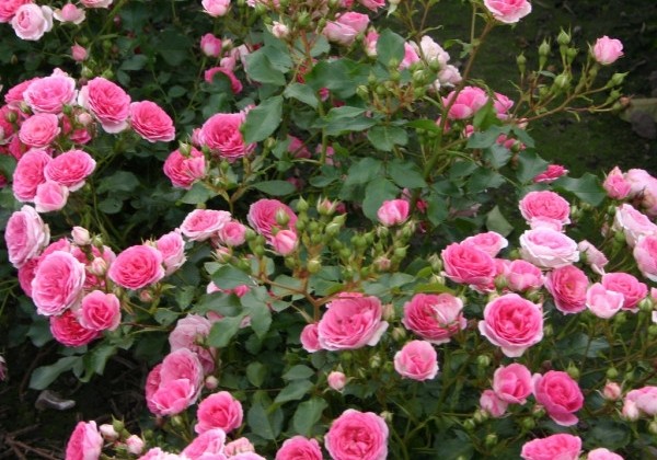 Rosa Amica, augststumbrs 60cm