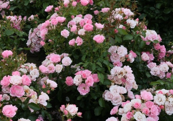 Rosa Roselina