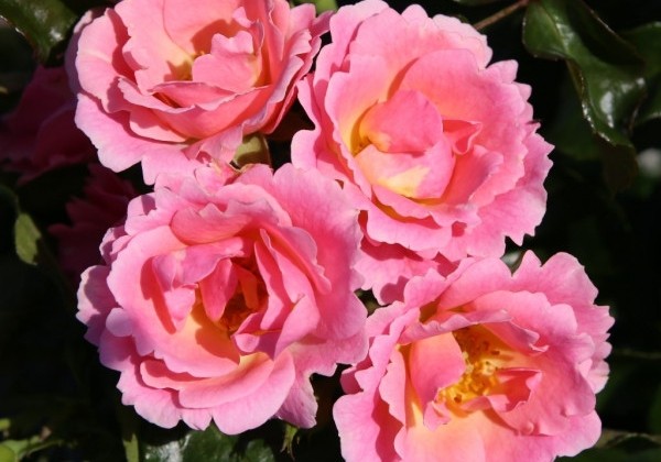 Rosa Roselina