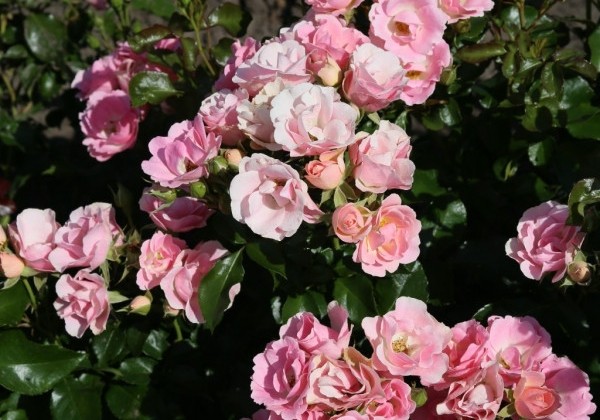 Rosa Roselina