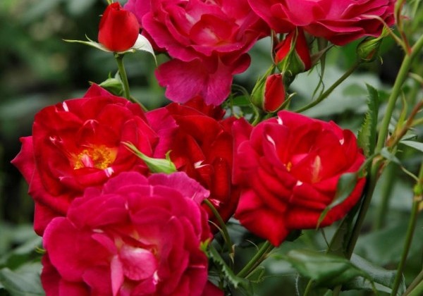 Rosa Ile de Fleurs / Max Reinhardt-Rose, 2l podā