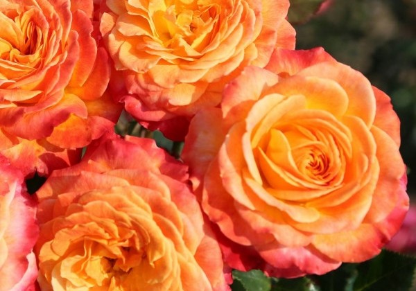 Rosa Meteor, 2l podā