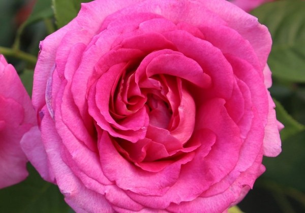 Rosa Fräulein Maria, 2l podā