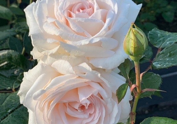 Rosa Gräfin Elke zu Rantzau, augststumbrs 80cm
