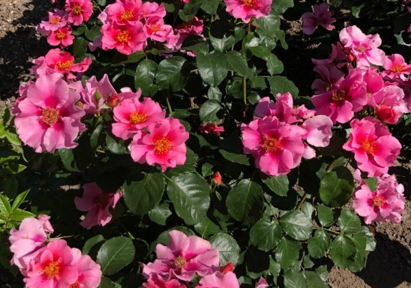 Rosa SEE YOU in pink
