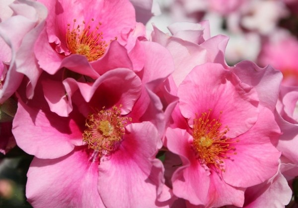 Rosa SEE YOU in pink