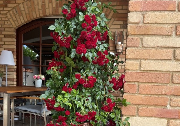Rosa Crimson Siluetta, augststumbrs 140cm