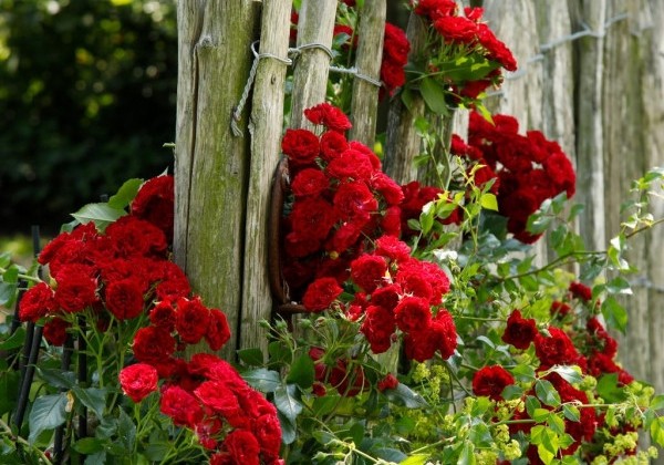 Rosa Crimson Siluetta, augststumbrs 140cm