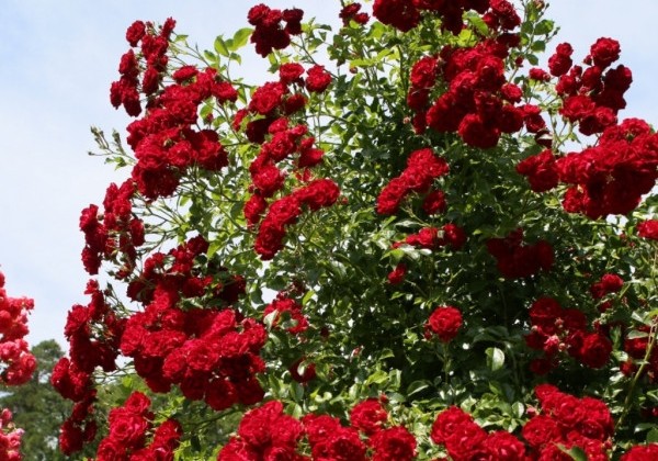 Rosa Crimson Siluetta, augststumbrs 80cm