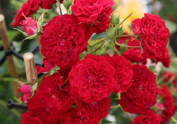 Rosa Crimson Siluetta, augststumbrs 80cm
