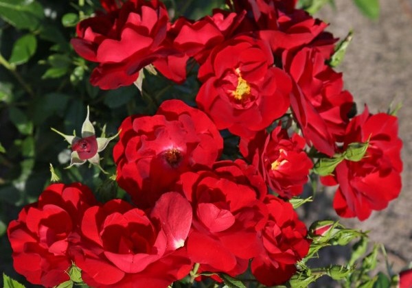 Rosa Cayenne, 2l podā