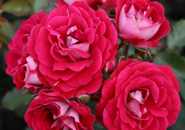 Rosa Corazon, 2l podā
