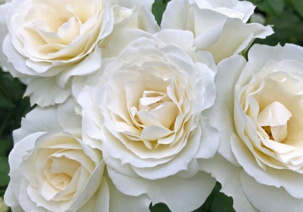 Rosa Baby Schneewittchen, augststumbrs 80cm