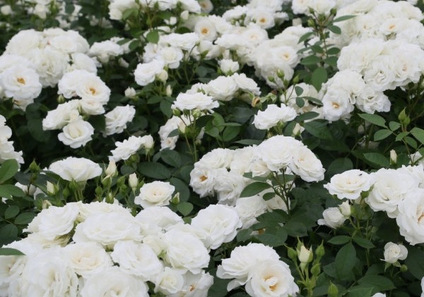 Rosa Baby Schneewittchen, augststumbrs 80cm